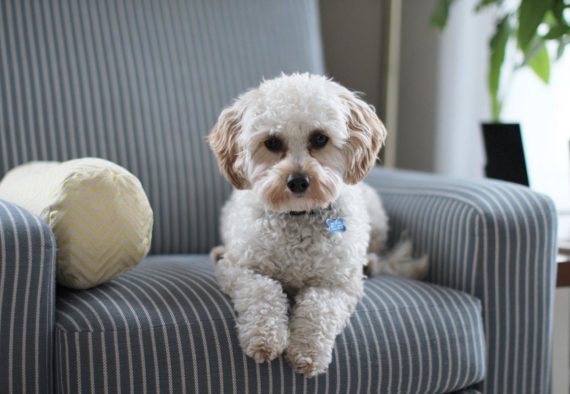 White shih tzu puppy on fabric sofa chair 981062